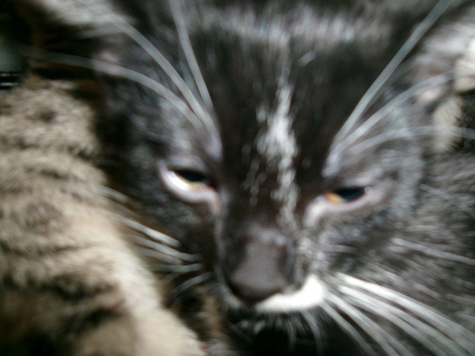 KITTY CAT 3 Image