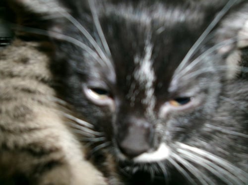 KITTY CAT 3 - Domestic Short Hair available for adoption