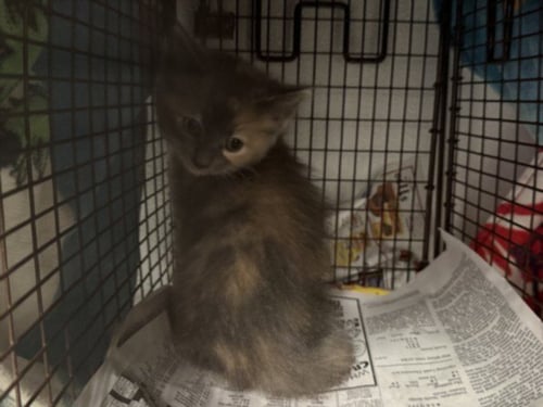 DINA - Domestic Short Hair available for adoption