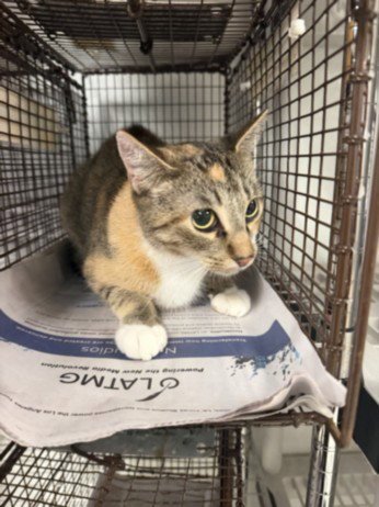 SABRINA - Domestic Short Hair available for adoption