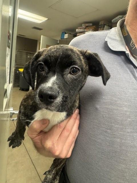 WYLIE - Dachshund available for adoption