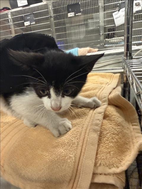 GINA - Domestic Short Hair available for adoption