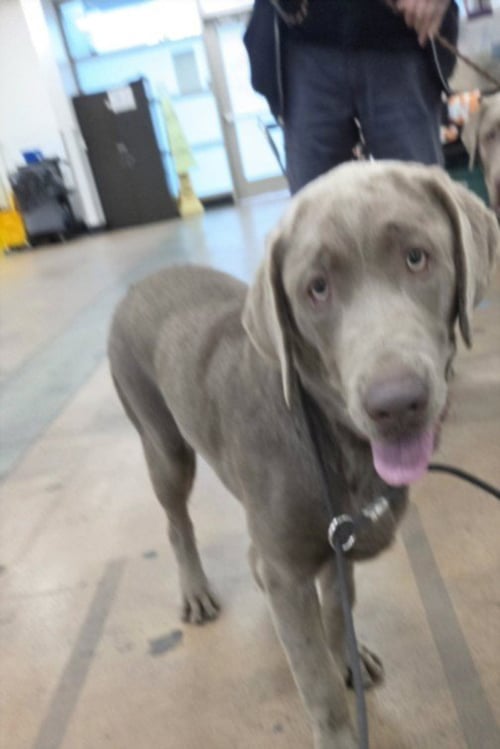 DENIRO - Weimaraner available for adoption
