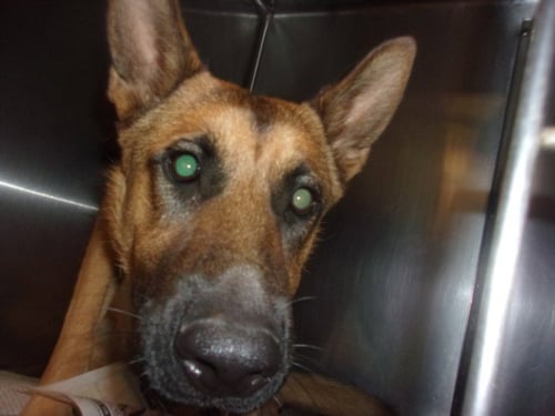 WOODY - German Shepherd Dog available for adoption