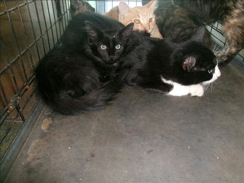 A2301932 - Domestic Medium Hair available for adoption