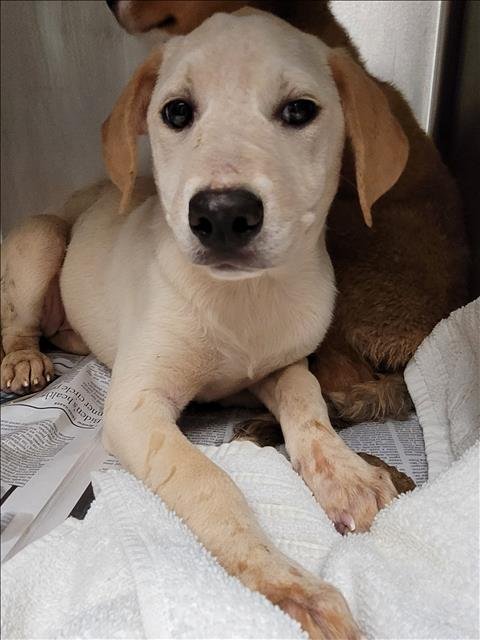 BAMBI - Husky available for adoption