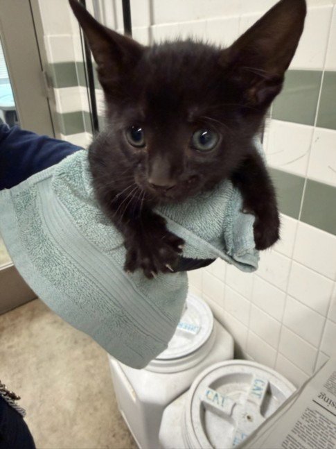 BLYTHE - Domestic Short Hair available for adoption