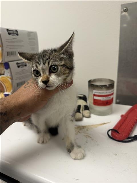 LOCO - Domestic Short Hair available for adoption