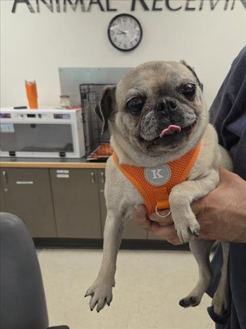 LOLA - Pug available for adoption