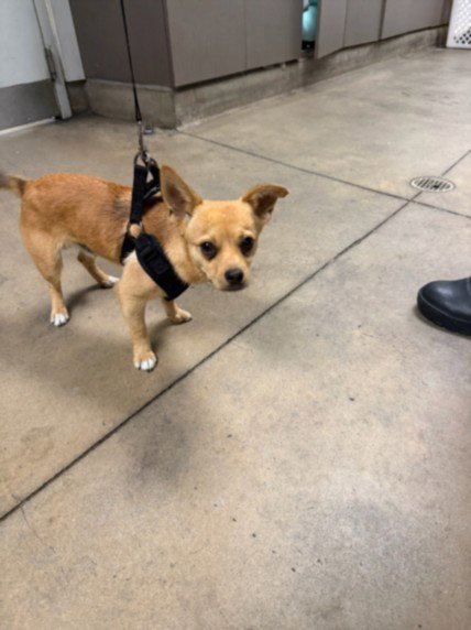 MILO - Chihuahua available for adoption