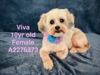 VIVA - Photo 1