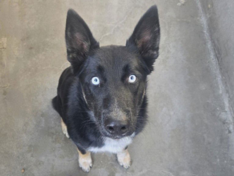 GRADY - German Shepherd Dog / Siberian Husky available for adoption