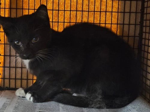FRANKIE - Domestic Short Hair available for adoption