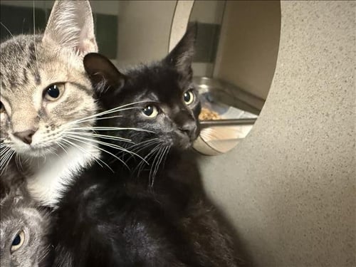 A2294138 - Domestic Short Hair available for adoption