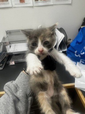 FRANNY - Domestic Short Hair available for adoption