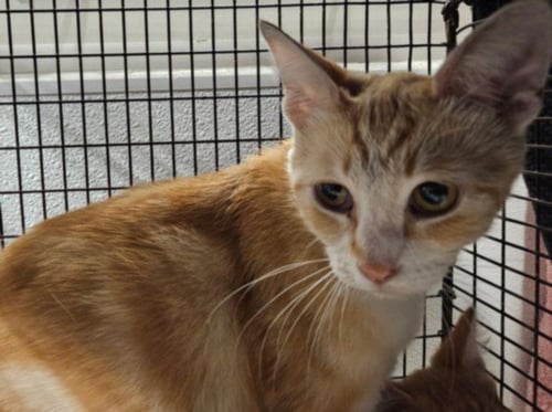 AGNES - Domestic Short Hair available for adoption