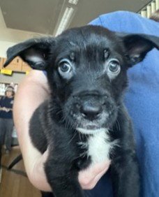 BUTTERSCOTCH - Labrador Retriever / Rottweiler available for adoption
