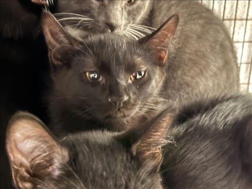 A2284055 - Domestic Short Hair available for adoption