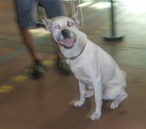 BLUE - German Shepherd Dog available for adoption