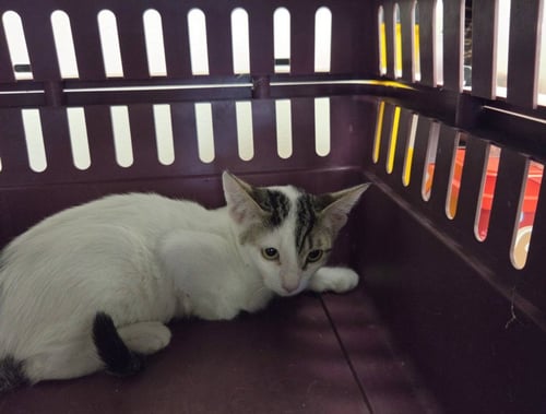 PRUE - Domestic Medium Hair available for adoption