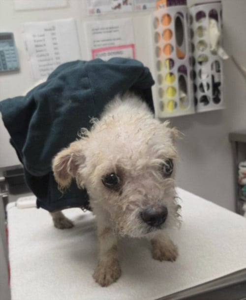CHESPIRITO - Yorkshire Terrier Yorkie available for adoption