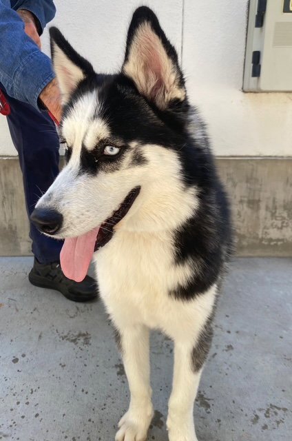 ALFA - Siberian Husky available for adoption
