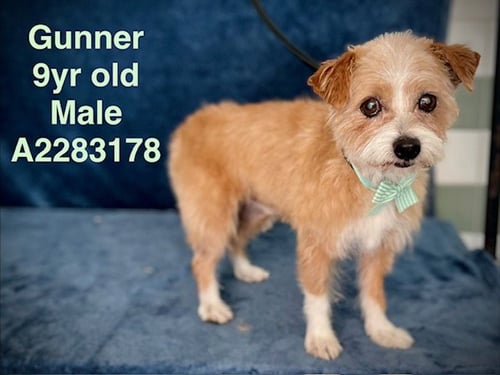 GUNNER - Norfolk Terrier available for adoption