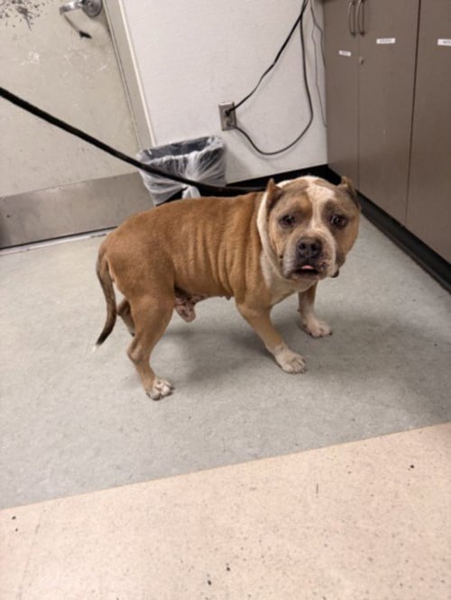 TUFF - American Pit Bull Terrier available for adoption