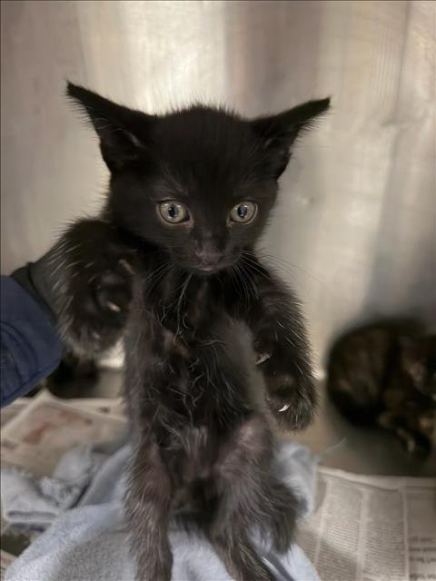 ZALEY - Domestic Short Hair available for adoption