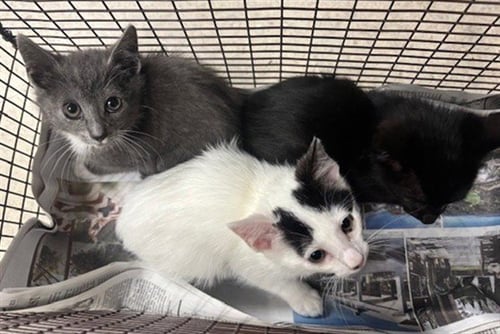 GRABY - Domestic Short Hair available for adoption