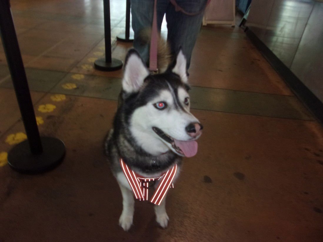 LUCILLE - Siberian Husky available for adoption