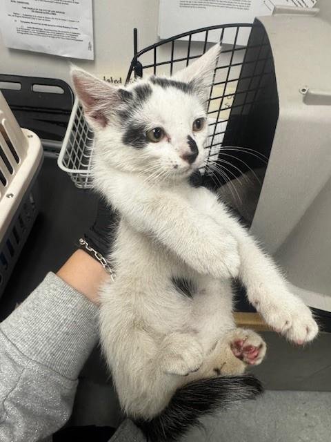 ARMANDO - Domestic Short Hair available for adoption
