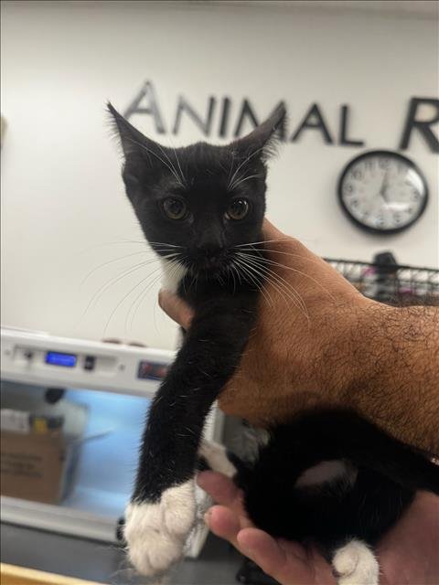 LETTY - Domestic Short Hair available for adoption