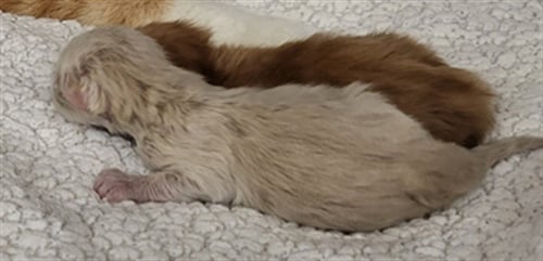 2 - Domestic Medium Hair available for adoption