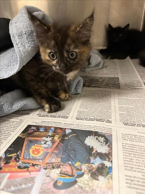 KORI - Domestic Short Hair available for adoption