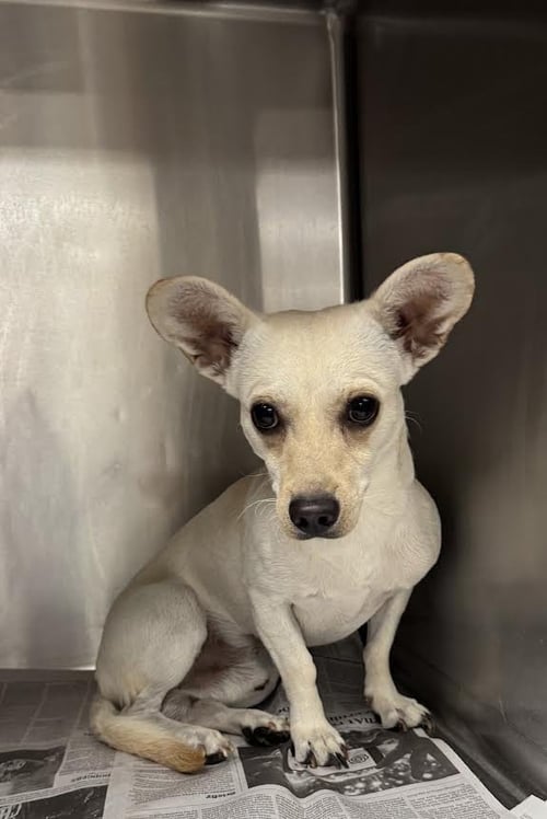 MILO - Chihuahua available for adoption