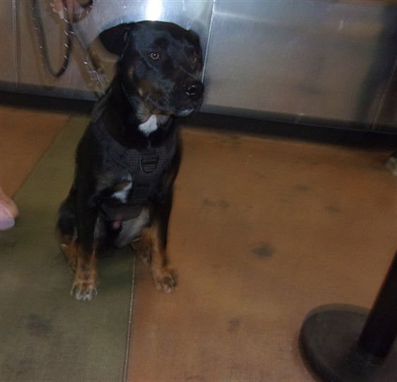 JONNY - German Shepherd Dog available for adoption