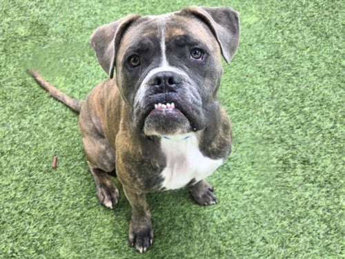 ACE - American Bulldog available for adoption