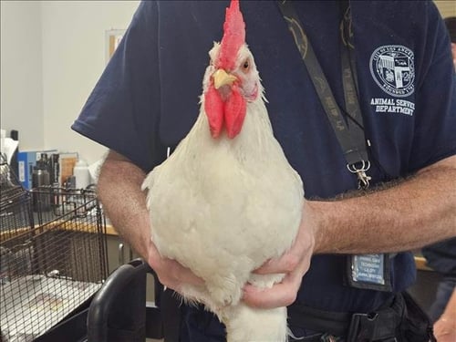 MR BAWK BA GAWK - Chicken available for adoption