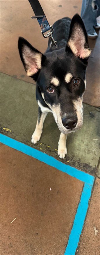 LOUIS - Siberian Husky available for adoption