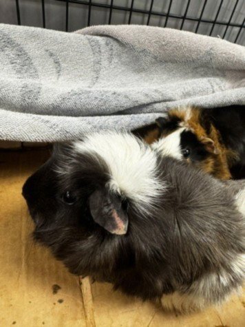 JAVA CHIP - Guinea Pig available for adoption