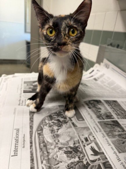 AUBREY - Domestic Short Hair available for adoption