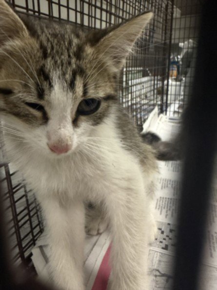 RYDER - Domestic Short Hair available for adoption