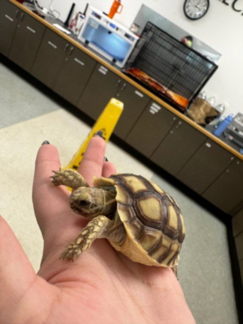 A2291177 - Tortoise available for adoption