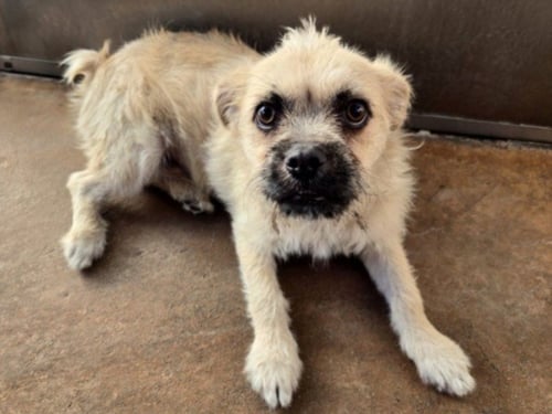 JACK - Brussels Griffon available for adoption