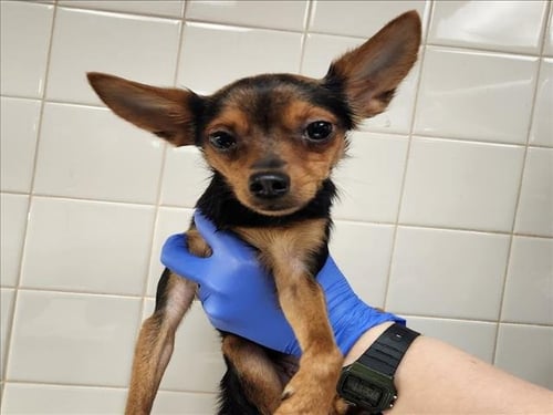 BUTTER - Chihuahua available for adoption