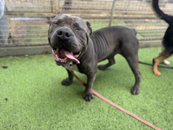 RICKY - Cane Corso Mastiff available for adoption