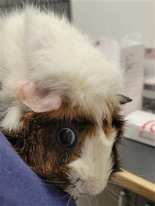 PRECIOUS - Guinea Pig available for adoption