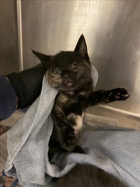 MEL - Domestic Short Hair available for adoption