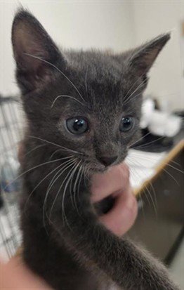 SAWDUST - Domestic Short Hair available for adoption